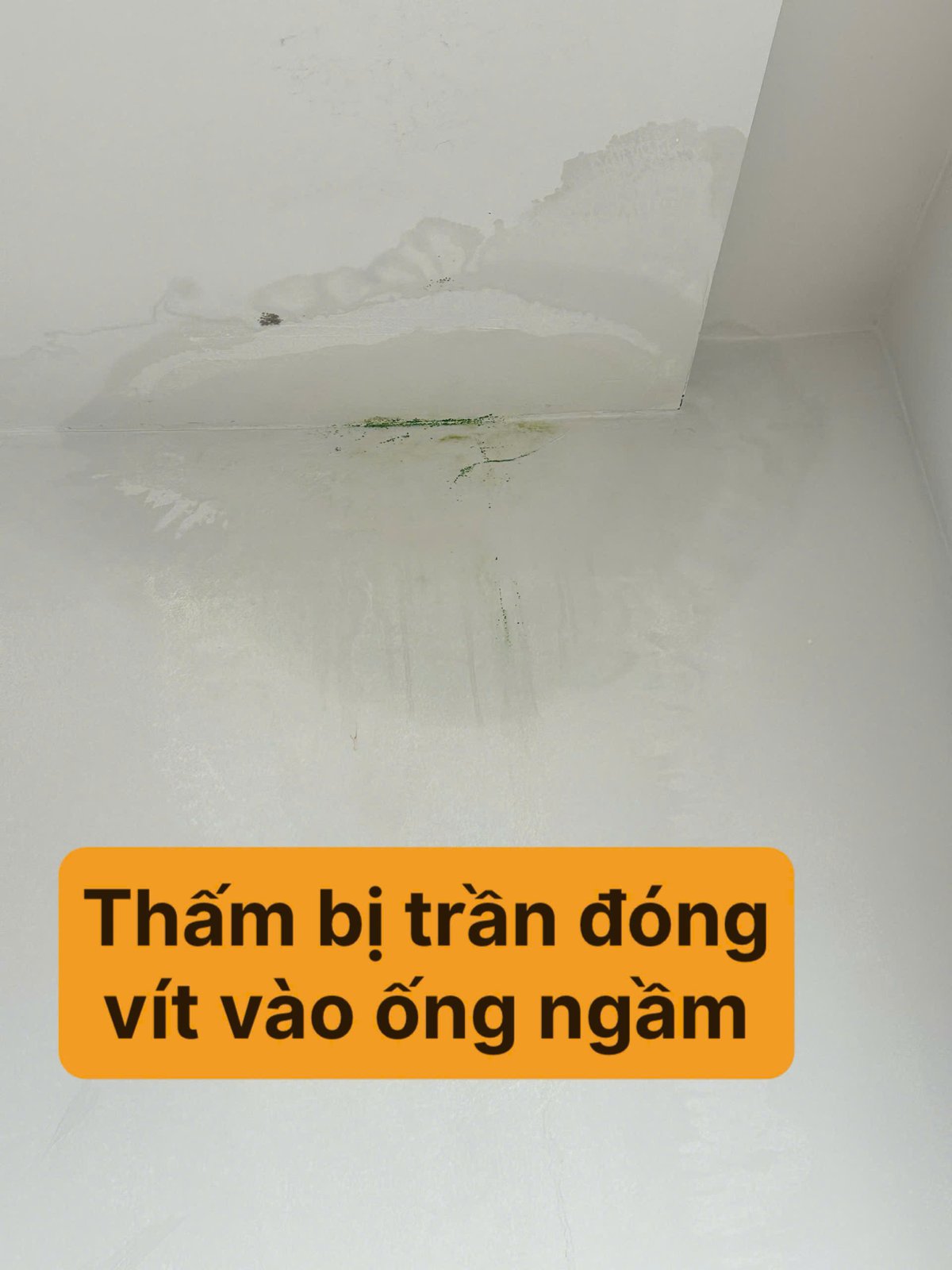 Trần nhà bị thấm loang ố và rêu xanh do vít trần đóng trúng đường ống ngầm
